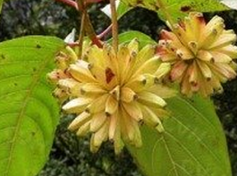 ϲ���� ��ҩ��ȫ