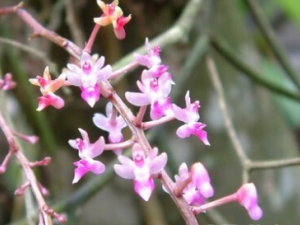 ���������Ĺ�Ч������