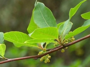 ��Ҷľ���Ӹ��Ĺ�Ч������