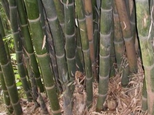 ������Ĺ�Ч������