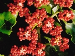 �촵��Ĺ�Ч������