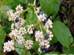 ��̿ĸ�ݸ��Ĺ�Ч������