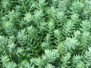 �����ݵĹ�Ч������