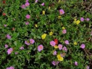 ������ ��ҩ��ȫ