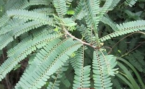 �㶫�Ͼ�Ƥ ��ҩ��ȫ