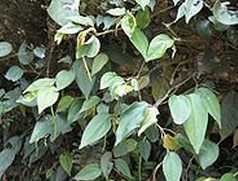 �㶫������ ��ҩ��ȫ