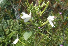 �׺���֥ ��ҩ��ȫ