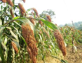 ������������Ч