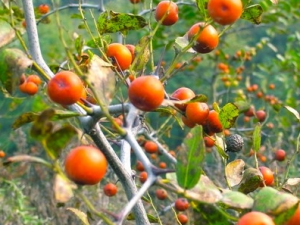 ����Ĺ�Ч������