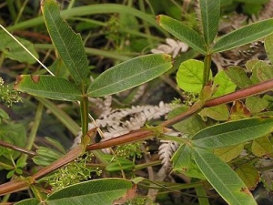 �󷢱��Ĺ�Ч������