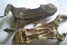 ���Ĺ�Ч������