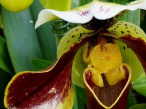 ��Ҷ�ӵĹ�Ч������