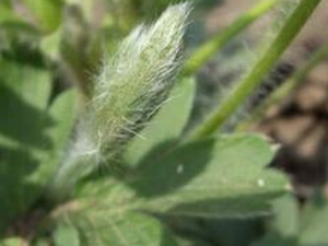 ��ͷ�̾�Ҷ�Ĺ�Ч������