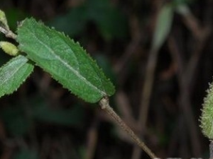 ��ĥ���Ĺ�Ч������