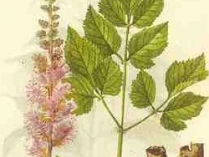 ��Ѫ�ߵĹ�Ч������