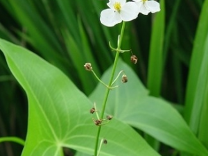 �ȹ��Ĺ�Ч������