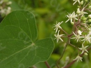 �����ٵĹ�Ч������