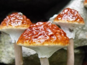 ���ʺ칽�Ĺ�Ч������