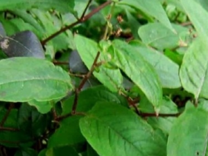 ���������Ĺ�Ч������