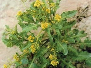 �绨�˵Ĺ�Ч������