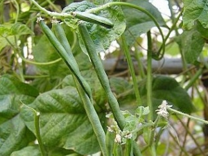 ��С��Ҷ�Ĺ�Ч������