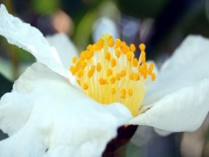 ��ͷ��Ĺ�Ч������