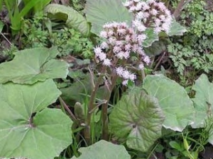 �䶷�˵Ĺ�Ч������