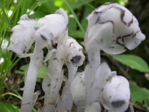 ���׼�ˮ�����Ĺ�Ч������