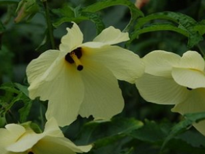 ����� ��ҩ��ȫ