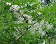 �Bľ ��ҩ��ȫ