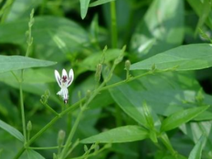 ������ ��ҩ��ȫ