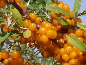 �������Ĺ�Ч������