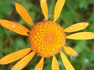 ����С�ƾյĹ�Ч������