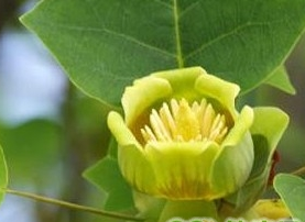 ���ƾ����Ĺ�Ч������