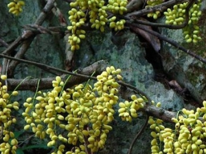 ��ҹ�Ĺ�Ч������