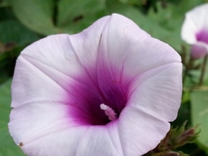 ��ʯ�񻨵Ĺ�Ч������