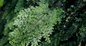 ����ʀާ�Ĺ�Ч������