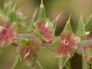 ��ɳ��Ĺ�Ч������