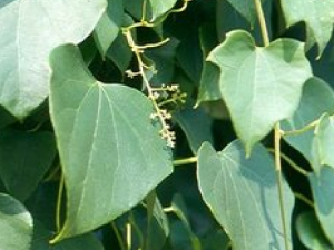 ��������Щ��Ч������