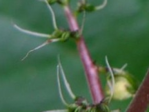 ����Ĺ�Ч������