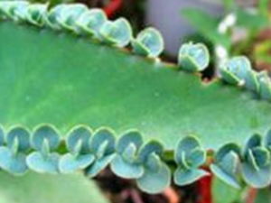 ������� ��ҩ��ȫ