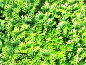 ����Ĺ�Ч������