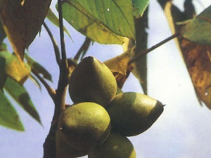 �����Ƥ�Ĺ�Ч������