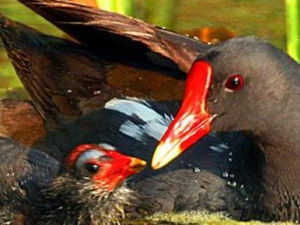 �����Ĺ�Ч������