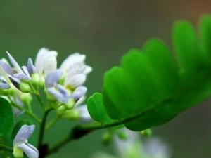 ����Ĺ�Ч������