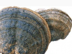 ���֥�Ĺ�Ч������