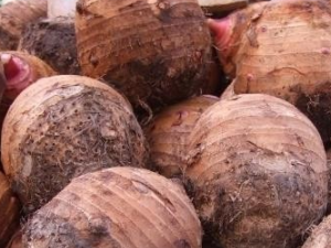 ����Ĺ�Ч������