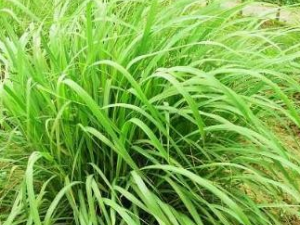 ��é�Ĺ�Ч������