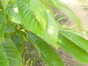 ��Ҷ�Ĺ�Ч������