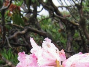 �ⱳ�ž�Ĺ�Ч������